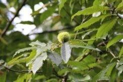 Tamme Kastanje Als Halfstam (Castanea Sativa) 7 Tamme Kastanje Als Halfstam (Castanea Sativa) -AOS Hoera Winkel castanea sativa tamme kastanje 9 1