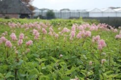 Amerikaanse Sering (Ceanothus 'Marie Simon') -AOS Hoera Winkel ceanothus marie simon 1