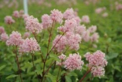 Amerikaanse Sering (Ceanothus 'Marie Simon') -AOS Hoera Winkel ceanothus marie simon 3