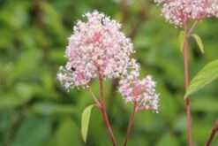 Amerikaanse Sering (Ceanothus 'Marie Simon') -AOS Hoera Winkel ceanothus marie simon 4