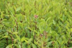 Amerikaanse Sering (Ceanothus 'Marie Simon') -AOS Hoera Winkel ceanothus pallidus marie simon 3