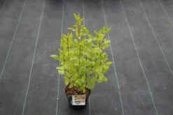 Amerikaanse Sering (Ceanothus 'Marie Simon') -AOS Hoera Winkel ceanothus pallidus marie simon 4