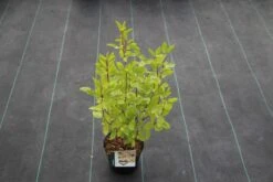 Amerikaanse Sering (Ceanothus 'Marie Simon') -AOS Hoera Winkel ceanothus pallidus marie simon 5