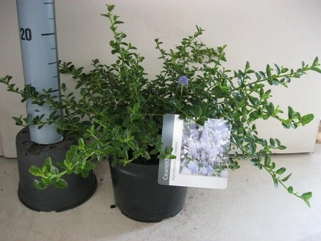Amerikaanse Sering (Ceanothus Thyrsiflorus 'Repens') 3 Amerikaanse Sering (Ceanothus Thyrsiflorus 'Repens') - Afbeelding 3