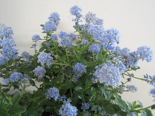 Amerikaanse Sering (Ceanothus Thyrsiflorus 'Repens') 2 Amerikaanse Sering (Ceanothus Thyrsiflorus 'Repens') - Afbeelding 2