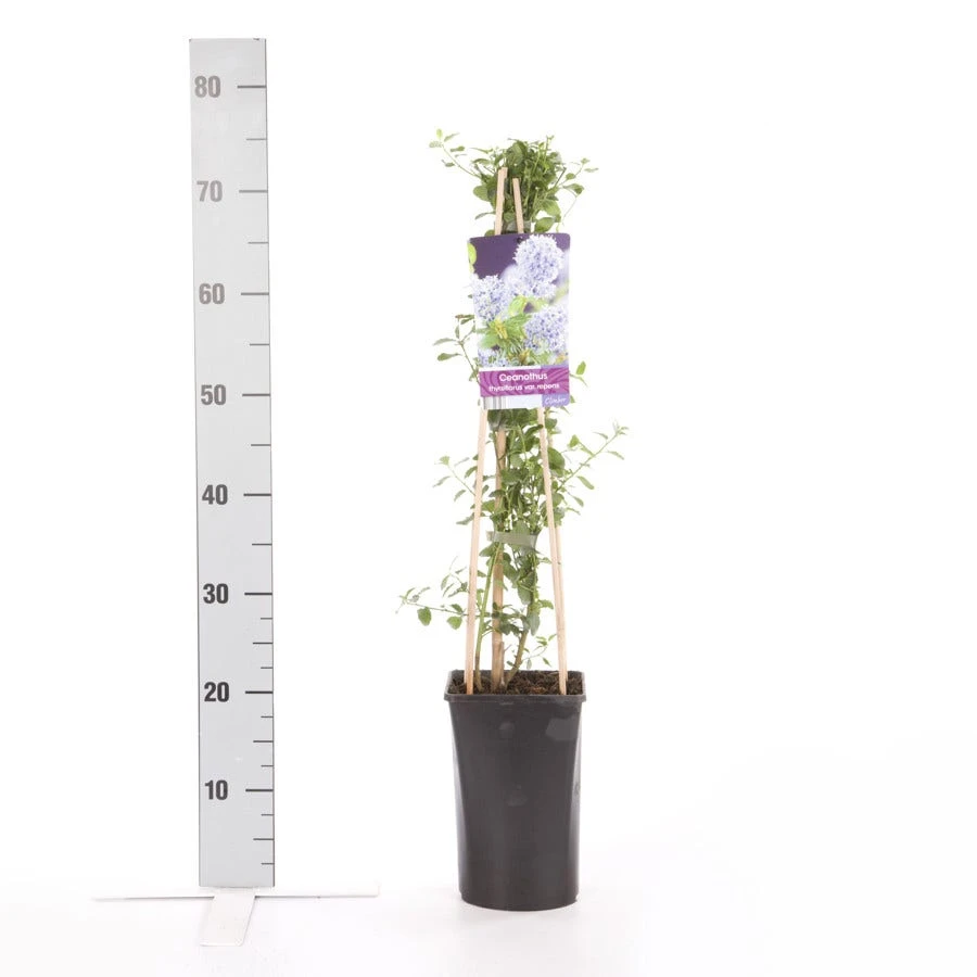 Amerikaanse Sering (Ceanothus Thyrsiflorus 'Repens') 5 Amerikaanse Sering (Ceanothus Thyrsiflorus 'Repens') - Afbeelding 5