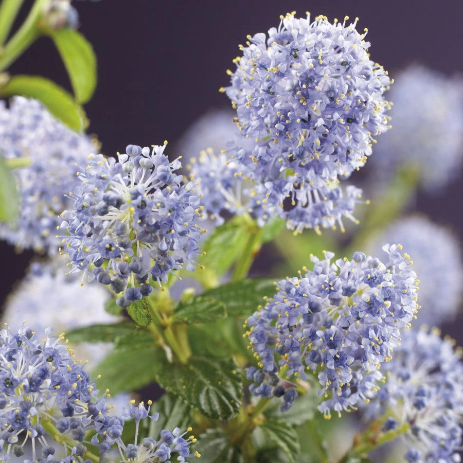 Amerikaanse Sering (Ceanothus Thyrsiflorus 'Repens') 1 Amerikaanse Sering (Ceanothus Thyrsiflorus 'Repens')