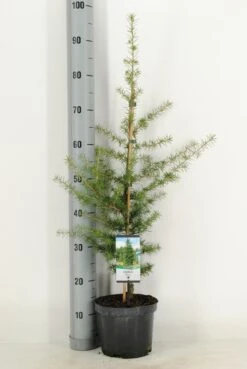 Libanonceder (Cedrus Libani) -AOS Hoera Winkel cedrus libani c3 m 1