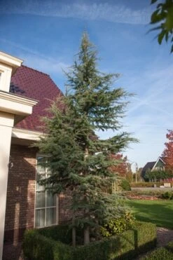 Atlasceder (Cedrus Libani 'Glauca') 19 Atlasceder (Cedrus Libani 'Glauca') -AOS Hoera Winkel cedrus libani glauca