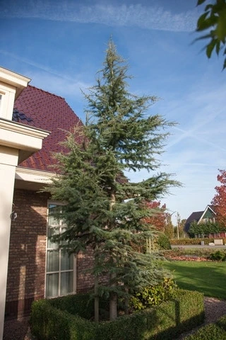 Atlasceder (Cedrus Libani 'Glauca') 10 Atlasceder (Cedrus Libani 'Glauca') - Afbeelding 10