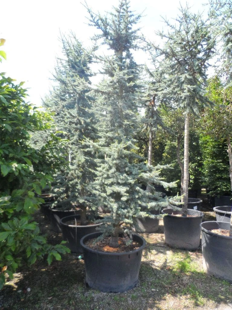 Atlasceder (Cedrus Libani 'Glauca') 6 Atlasceder (Cedrus Libani 'Glauca') - Afbeelding 6