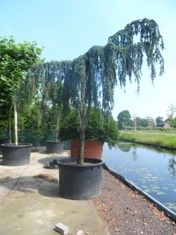 Treurceder Als Boom (Cedrus Libani 'Glauca Pendula') 10 Treurceder Als Boom (Cedrus Libani 'Glauca Pendula') - Afbeelding 10