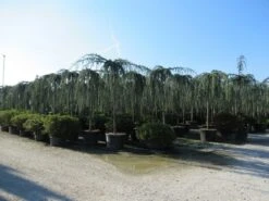 Treurceder Als Boom (Cedrus Libani 'Glauca Pendula') 37 Treurceder Als Boom (Cedrus Libani 'Glauca Pendula') -AOS Hoera Winkel cedrus libani glauca pendula 4