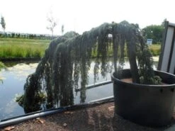 Treurceder Als Boom (Cedrus Libani 'Glauca Pendula') 30 Treurceder Als Boom (Cedrus Libani 'Glauca Pendula') -AOS Hoera Winkel cedrus libani glauca pendula halfstam c1000 solitair 1