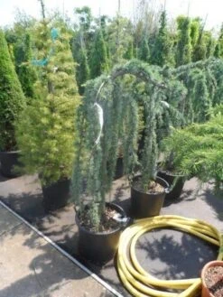 Treurceder Als Boom (Cedrus Libani 'Glauca Pendula') 31 Treurceder Als Boom (Cedrus Libani 'Glauca Pendula') -AOS Hoera Winkel cedrus libani glauca pendula halfstam c35 1