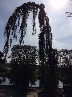 Treurceder Als Boom (Cedrus Libani 'Glauca Pendula') 34 Treurceder Als Boom (Cedrus Libani 'Glauca Pendula') -AOS Hoera Winkel cedrus libanica glauca pendula solitair geveerd