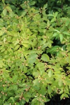 Kogelbloem (Cephalanthus Occidentalis) -AOS Hoera Winkel cephalanthus occidentalis 1