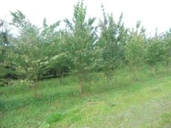 Katsoera Als Struik (Cercidiphyllum Japonicum) -AOS Hoera Winkel cercidiphyllum jap 300 400 1