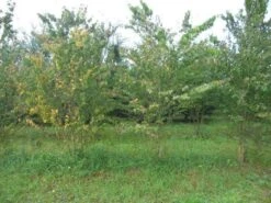 Katsoera Als Struik (Cercidiphyllum Japonicum) -AOS Hoera Winkel cercidiphyllum jap 300 400 2