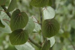 Katsoera Als Struik (Cercidiphyllum Japonicum)
