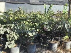 Judasboom Als Struik (Cercis Canadensis 'Forest Pansy') -AOS Hoera Winkel cercis canadensis forest pansy 100 125 cm