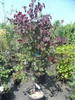 Judasboom Als Struik (Cercis Canadensis 'Forest Pansy') -AOS Hoera Winkel cercis canadensis forest pansy 150 175