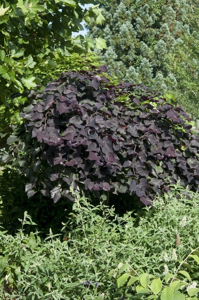 Treur Judasboom (Cercis Canadensis 'Ruby Falls') 1 Treur Judasboom (Cercis Canadensis 'Ruby Falls')