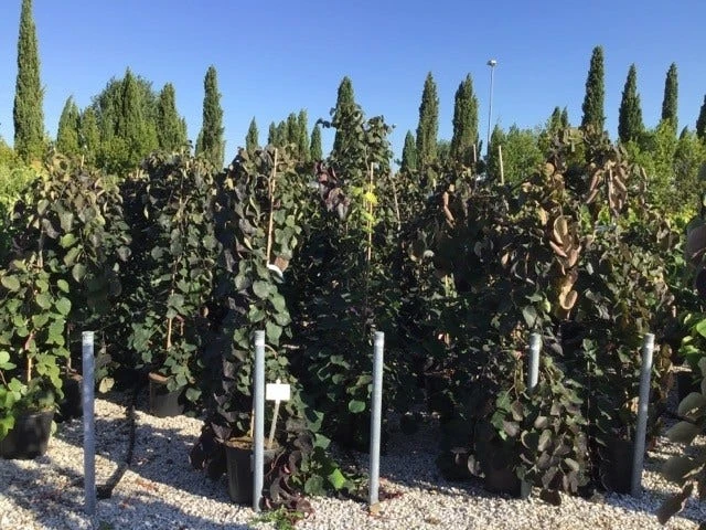 Treur Judasboom (Cercis Canadensis 'Ruby Falls') 2 Treur Judasboom (Cercis Canadensis 'Ruby Falls') - Afbeelding 2