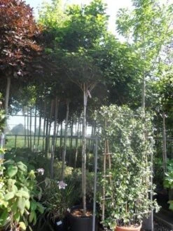 Chinese Judasboom (Cercis Chinensis 'Avondale') -AOS Hoera Winkel cercis chinensis avondale 10 12 14ho cont