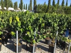 Chinese Judasboom (Cercis Chinensis 'Avondale') -AOS Hoera Winkel cercis chinensis avondale 100 125 c18