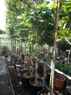 Chinese Judasboom (Cercis Chinensis 'Avondale') -AOS Hoera Winkel cercis chinensis avondale halfstam c35