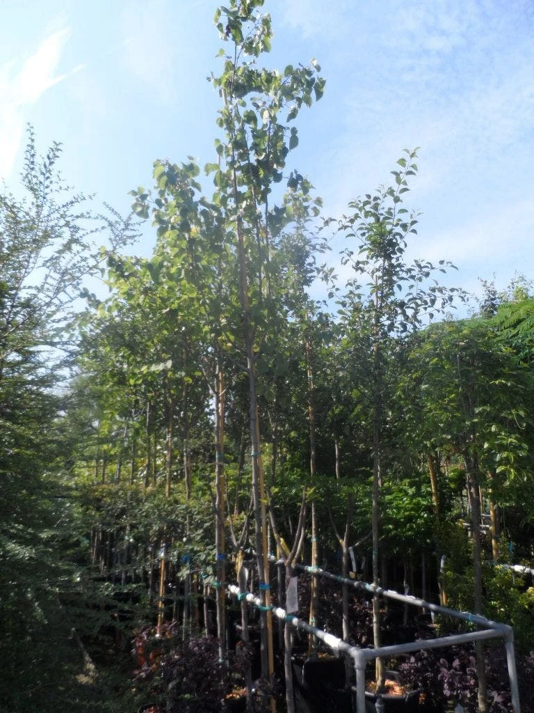 Judasboom (Cercis Siliquastrum) 5 Judasboom (Cercis Siliquastrum) - Afbeelding 5