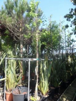 Judasboom (Cercis Siliquastrum) 17 Judasboom (Cercis Siliquastrum) -AOS Hoera Winkel cercis siliquastrum alba 10 12ho cont