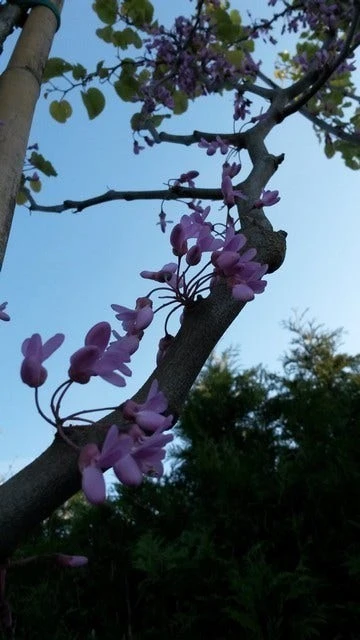 Judasboom (Cercis Siliquastrum) 2 Judasboom (Cercis Siliquastrum) - Afbeelding 2