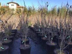 Chinese Judasboom (Cercis Chinensis 'Shirobana') 7 Chinese Judasboom (Cercis Chinensis 'Shirobana') -AOS Hoera Winkel cercisshirobana125