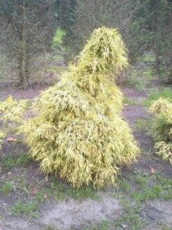 Cypres (Chamaecyparis Pisifera 'Filifera Aurea') -AOS Hoera Winkel cham l aurea