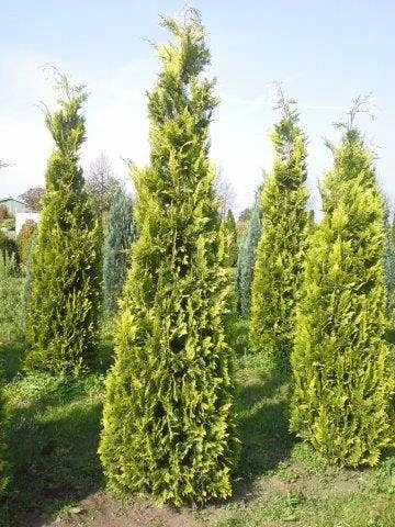 Gele Haagconifeer (Chamaecyparis Lawsoniana 'Ivonne') 2 Gele Haagconifeer (Chamaecyparis Lawsoniana 'Ivonne') - Afbeelding 2