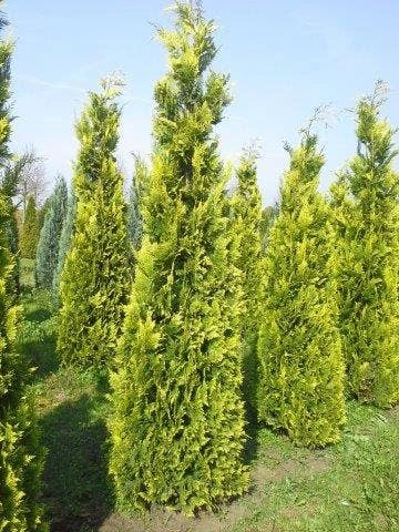 Gele Haagconifeer (Chamaecyparis Lawsoniana 'Ivonne') 1 Gele Haagconifeer (Chamaecyparis Lawsoniana 'Ivonne')