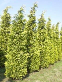 Gele Haagconifeer (Chamaecyparis Lawsoniana 'Ivonne') 14 Gele Haagconifeer (Chamaecyparis Lawsoniana 'Ivonne') -AOS Hoera Winkel cham l ivonne 400 450 1