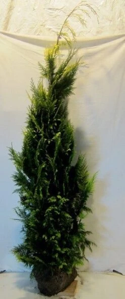 Gele Haagconifeer (Chamaecyparis Lawsoniana 'Ivonne') 20 Gele Haagconifeer (Chamaecyparis Lawsoniana 'Ivonne') -AOS Hoera Winkel chamacyparislivonne175 200