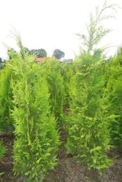 Gele Haagconifeer (Chamaecyparis Lawsoniana 'Ivonne') 22 Gele Haagconifeer (Chamaecyparis Lawsoniana 'Ivonne') -AOS Hoera Winkel chamacyparislivonne80125vh