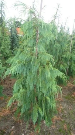 Cypres (Chamaecyparis Nootkatensis 'Pendula') -AOS Hoera Winkel chamacyparisntkpend.125150ak