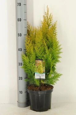 Gele Haagconifeer (Chamaecyparis Lawsoniana 'Ivonne') 21 Gele Haagconifeer (Chamaecyparis Lawsoniana 'Ivonne') -AOS Hoera Winkel chamaecyparis law. ivonne c3 m