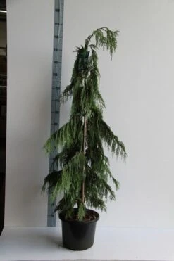 Cypres (Chamaecyparis Nootkatensis 'Pendula') -AOS Hoera Winkel chamaecyparis n. pendula 125 150 cm co. 12l v