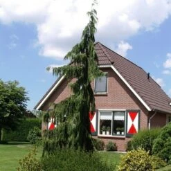 Cypres (Chamaecyparis Nootkatensis 'Pendula') -AOS Hoera Winkel chamaecyparis nootk. pendula