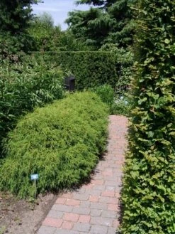 Cypres (Chamaecyparis Pisifera 'Filifera Nana') 11 Cypres (Chamaecyparis Pisifera 'Filifera Nana') -AOS Hoera Winkel chamaecyparis pis. filifera nana