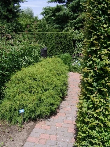 Cypres (Chamaecyparis Pisifera 'Filifera Nana') 6 Cypres (Chamaecyparis Pisifera 'Filifera Nana') - Afbeelding 6