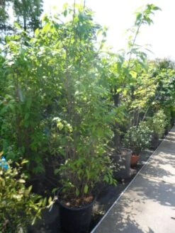 Winterzoet (Chimonanthus Praecox) 8 Winterzoet (Chimonanthus Praecox) -AOS Hoera Winkel chimonanthus praecox 175 200 250 c50