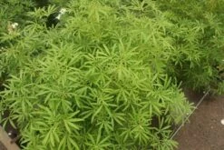 Choisya (Choisya 'Aztec Pearl') -AOS Hoera Winkel choisya aztec pearl 2