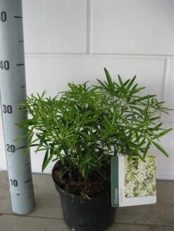 Choisya (Choisya 'Aztec Pearl') -AOS Hoera Winkel choisya aztec pearl c3 september